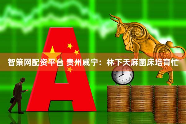 智策网配资平台 贵州威宁：林下天麻菌床培育忙