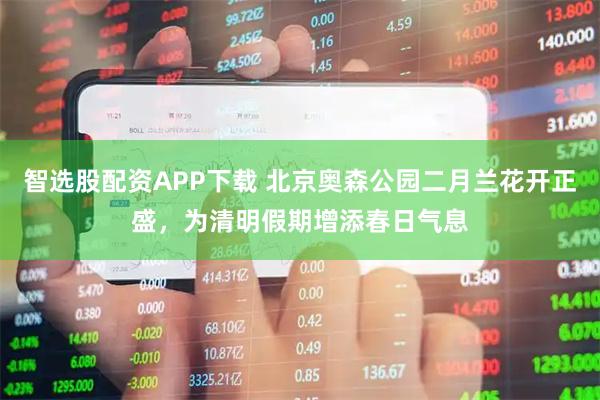 智选股配资APP下载 北京奥森公园二月兰花开正盛，为清明假期增添春日气息